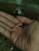 Black mosscow guppy short body new adult